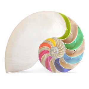 Colourful Shell